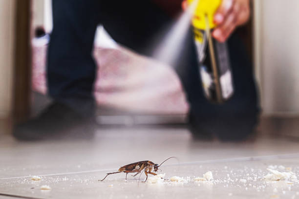 Best Pest Removal Services  in Clay City, KY